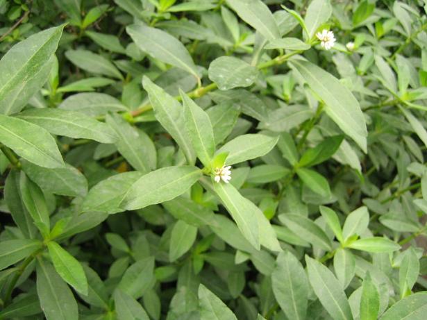 原色花卉病害虫百科 6 花卉有害生物防治之蚧壳虫_若虫